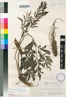 Filed as Gonatopus angustus N.E.Br. [family ARACEAE]