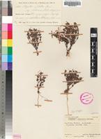 Isotype of Ilysanthes pulchella Skan subsp. rhodesiana Norl. [family SCROPHULARIACEAE]
