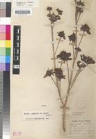 Isotype of Pavetta catophylla K.Schum. var. glabra Bremek. [family RUBIACEAE]