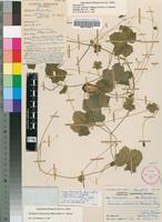 Holotype of Cucumis umbrosus A.Meeuse & Strey [family CUCURBITACEAE]