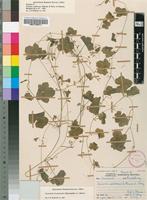 Holotype of Cucumis umbrosus A.Meeuse & Strey [family CUCURBITACEAE]