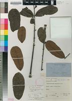 Isotype of Entandrophragma angolense (Welw.) C.DC. [family MELIACEAE]