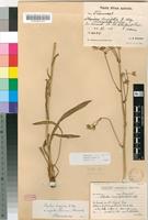 Isosyntype of Alepidea angustifolia Schltr. & H.Wolff [family APIACEAE]