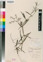 Isotype of Cissus granitica Wild & R.B.Drumm. [family VITACEAE]