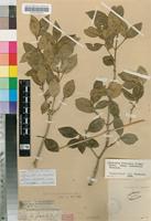 Holotype of Linociera foveolata (E.Mey.) Knobl. subsp. tomentella I.Verd. [family OLEACEAE]
