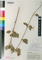 Isotype of Jasminum fluminense Vell. [family OLEACEAE]