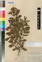Type of Cassipourea flanaganii (Schinz) Alston [family RHIZOPHORACEAE]