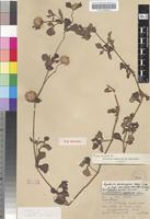 Isotype of Cyathula spathulifolia Lopr. [family AMARANTHACEAE]