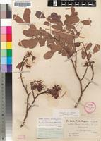 Isotype of Schotia rogersii Burtt Davy [family FABACEAE]
