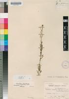 Isotype of Sisymbrium exasperatum Sond. [family BRASSICACEAE]