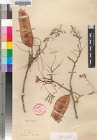 Holotype of Albizia rogersii Burtt Davy [family FABACEAE]