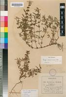 Isotype of Bergia mossambicensis Wild [family ELATINACEAE]