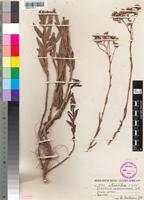 Isotype of Senecio serratuloides DC. var. dieterlenii Thell. [family ASTERACEAE]