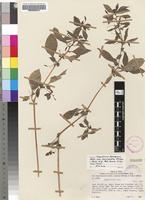 Isotype of Impatiens zombensis Baker var. micrantha Brenan [family BALSAMINACEAE]