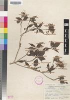 Syntype of Pavetta barbertonensis Bremek. [family RUBIACEAE]