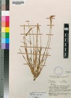 Isotype of Dianthus chimanimaniensis Hooper [family CARYOPHYLLACEAE]