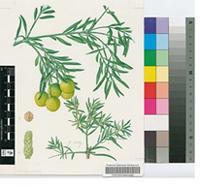 Podocarpus falcatus (Thunb.) R.Br. ex Mirb.