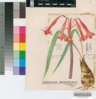 Cyrtanthus contractus N.E.Br.