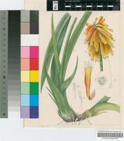 Kniphofia aloöides Moench