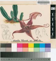 Stapelia pillansii N.E.Br.