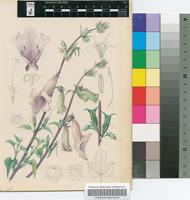 Ceratotheca triloba (Bernh.) Hook.f.