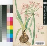 Nerine flexuosa (Jacq.) Herb.