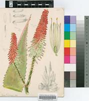 Aloe petricola Pole-Evans