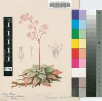 Crassula rosularis Haw.