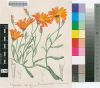 Dimorphotheca aurantiaca DC.