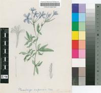 Plumbago capensis Thunb.