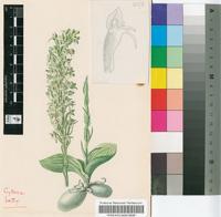 Habenaria dregeana Lindl.