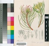 Aulax pinifolia P.J.Bergius