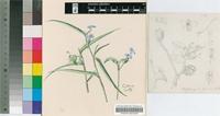 Commelina eckloniana Kunth