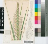 Gladiolus ludwigii Pappe ex Baker