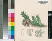 Stapelia knobelii E.Phillips