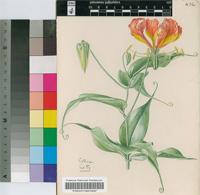 Gloriosa virescens Lindl.