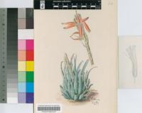 Aloe humilis (L.) Mill.