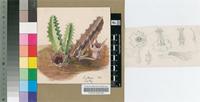Huernia bicampanulata I.Verd.