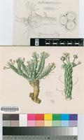 Euphorbia maleolens E.Phillips