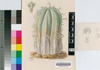 Euphorbia valida N.E.Br.