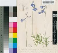 Lobelia coronopifolia L. var. macularis (C.Presl) Sond.