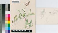 Bulbophyllum sandersonii (Hook.f.) Rchb.f. subsp. sandersonii