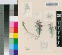 Caralluma keithii R.A.Dyer