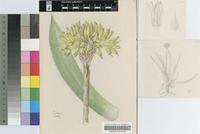 Aloe ecklonis Salm-Dyck