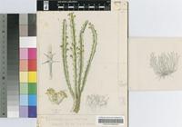 Euphorbia complexa R.A.Dyer