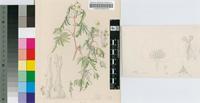 Begonia richardsiana T.Moore
