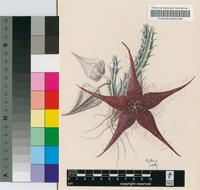 Stapelia tarantuloides R.A.Dyer