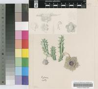 Huernia hystrix (Hook.f.) N.E.Br. var. hystrix