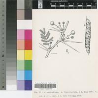 Acacia xanthophloea Benth.