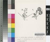 Acacia tortilis (Forssk.) Hayne subsp. heteracantha (Burch.) Brenan